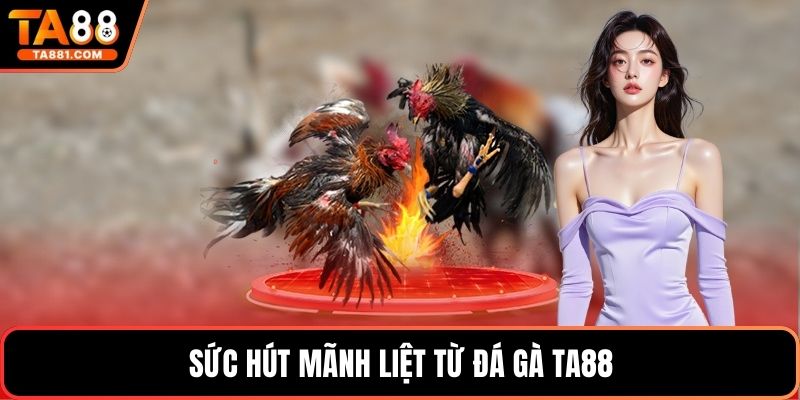 Sức hút mãnh liệt từ đá gà Ta88